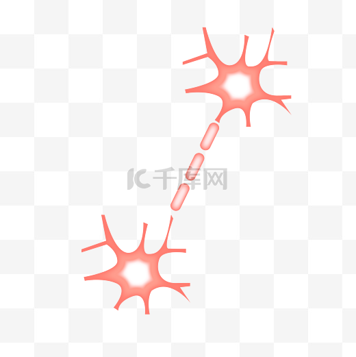 神经体神经结构图片