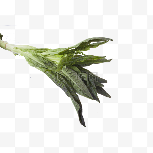 食物蔬菜莴苣图片