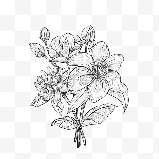线描植物花朵图片