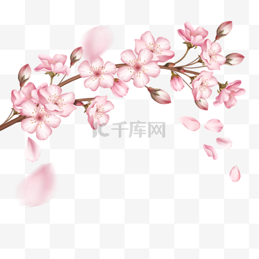 一根粉色樱花盛开的樱花树枝图片