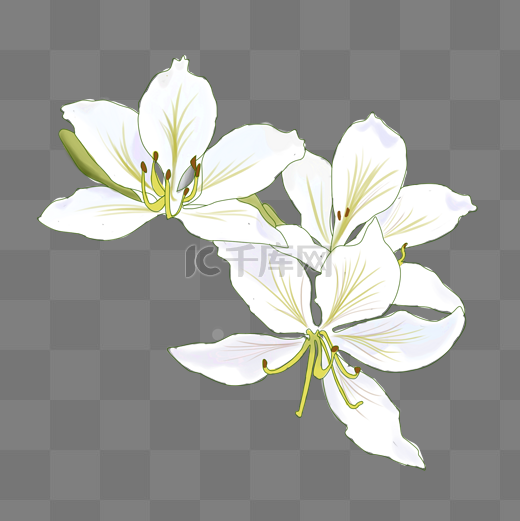 手绘花卉白色花朵图片