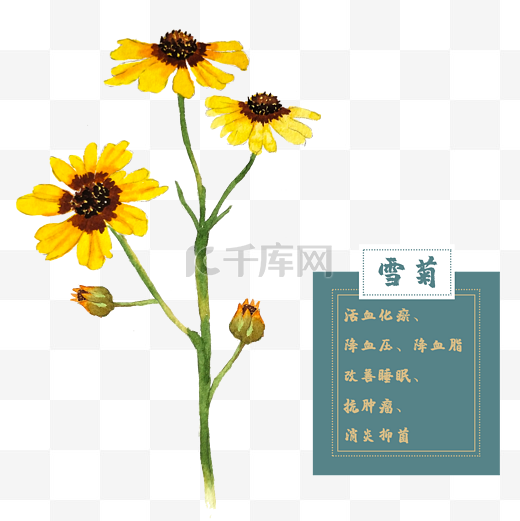 雪菊花类中草药水彩植物花卉图片