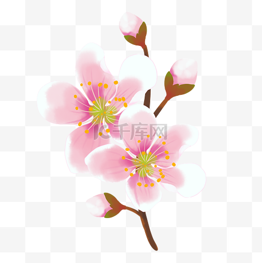 桃花花朵植物图片
