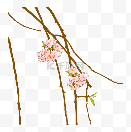 盛开的垂枝重瓣樱花免抠图图片