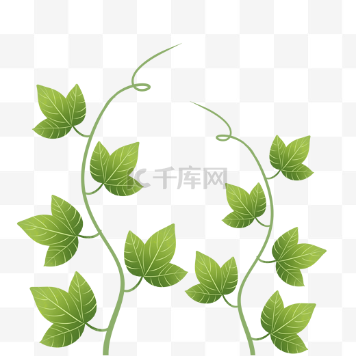 绿色植物叶手绘藤蔓子透明底免抠图片
