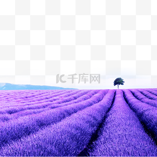 梦幻紫色薰衣草图片