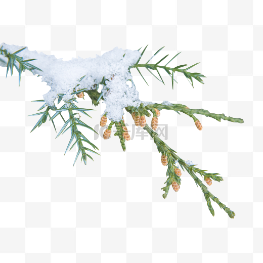 冬季落满积雪的柏树枝图片