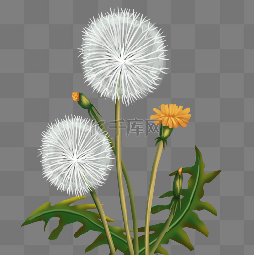 蒲公英植物花朵图片
