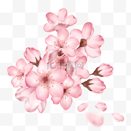 一簇手绘的盛开的樱花和樱花花苞图片