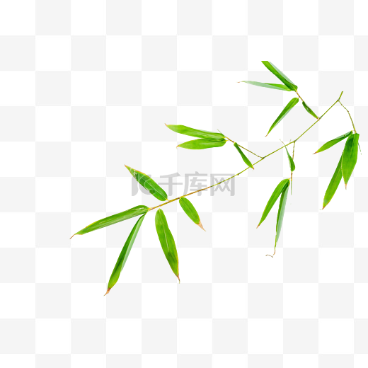 竹子竹叶枝条图片