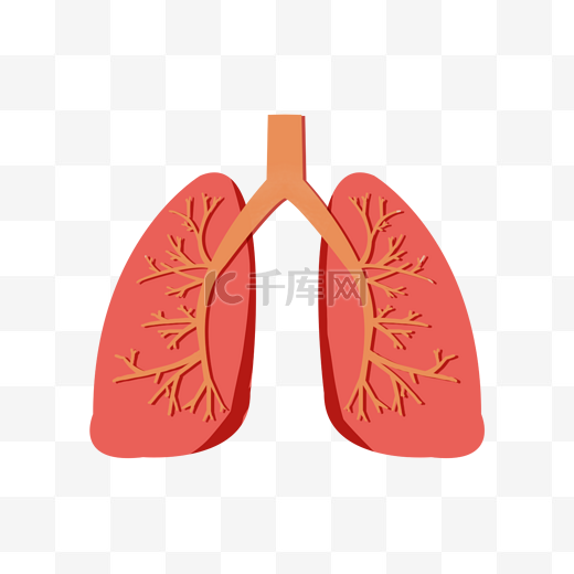 人体五脏之一器官肺部图片