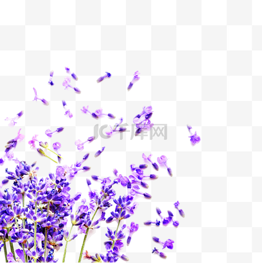 紫色薰衣草花瓣图片