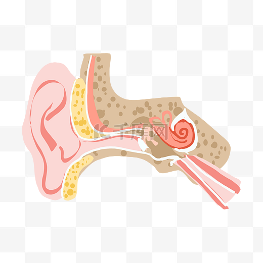 耳朵结构器官图图片