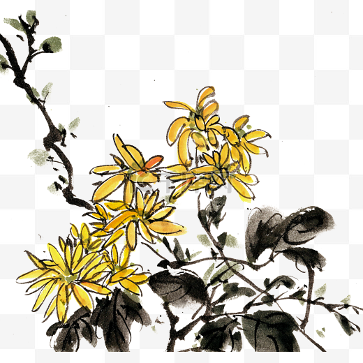 黄色的菊花水墨图片