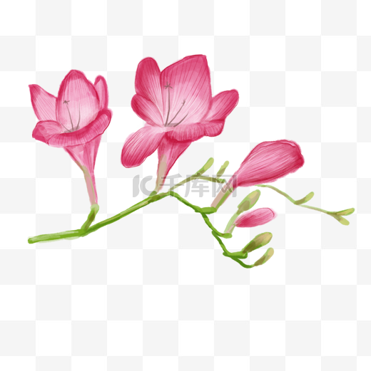 小苍兰花卉粉色水彩图片
