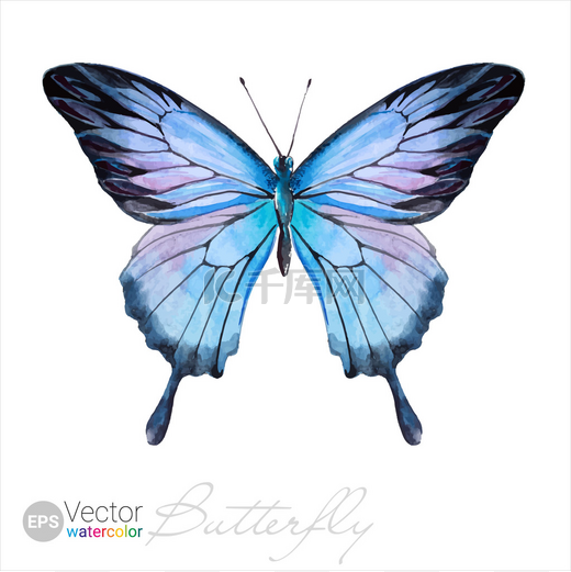 Vector Watercolor Butterfly The Ulysses butterfly图片