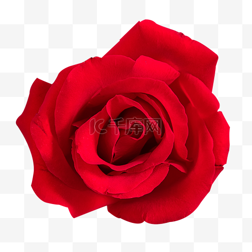 红玫瑰情人节玫瑰花图片