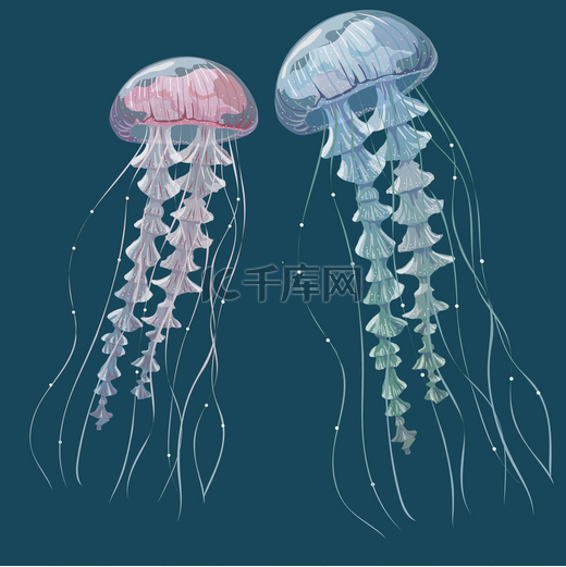详细透明的水母。在蓝色背景上的粉色和蓝色的大海果冻。矢量图图片
