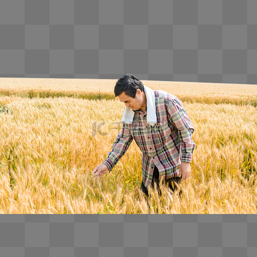 农民麦田收割图片
