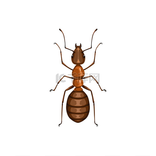 蚂蚁图标、害虫防治、寄生虫灭杀服务、孤立病媒。图片
