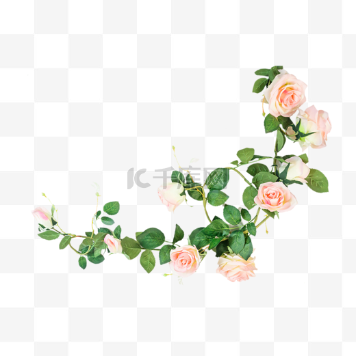 玫瑰花花藤藤蔓图片