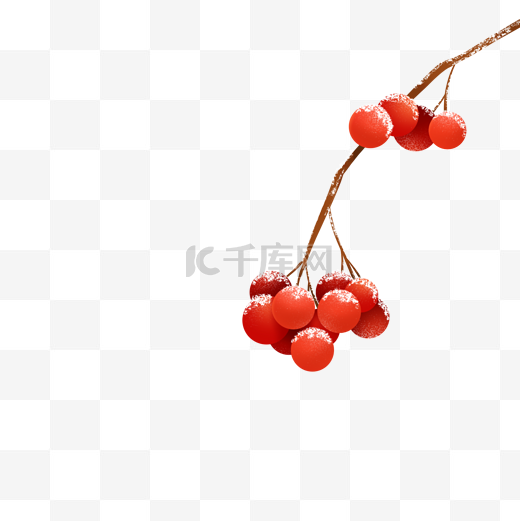 立冬植物红色果子图片