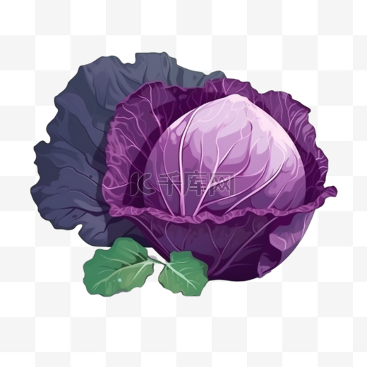 手绘卡通蔬菜紫甘蓝图片
