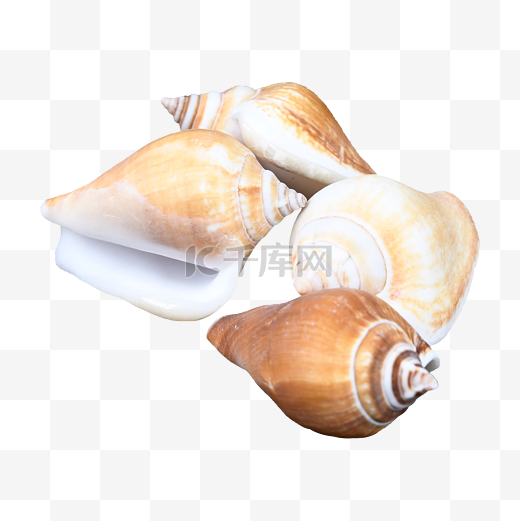 静物夏天外壳海螺图片