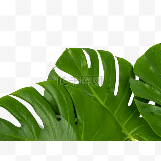 龟背竹叶子植物图片