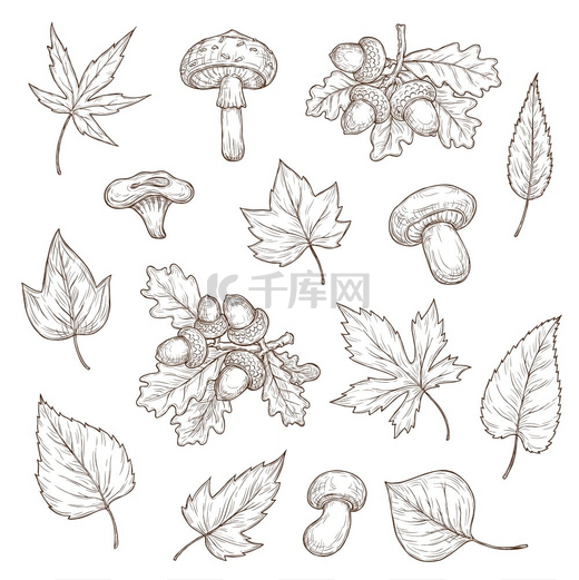 秋天的落叶、蘑菇和橡子矢量素描图标。图片