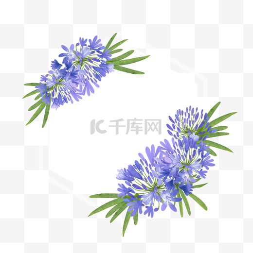非洲百子莲水彩花卉六边形边框图片