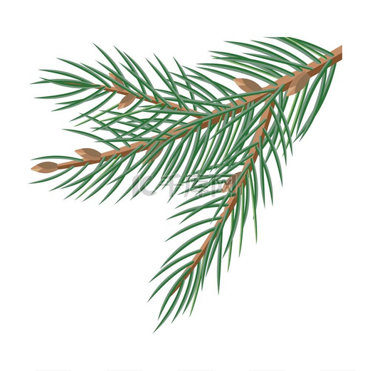松果圣诞装饰松树的树枝上有锥形物用来装饰白色的圣诞装饰品有松果的圣诞树的树枝可用于贺卡设计冬季假期平面样式的矢量图片