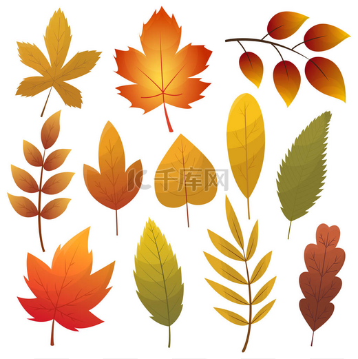 秋叶收集。 一套秋天的叶子，在白色的背景上被隔离。 简单的卡通平面风格,矢量图解. 五彩缤纷的秋天树叶扁平矢量图标图片