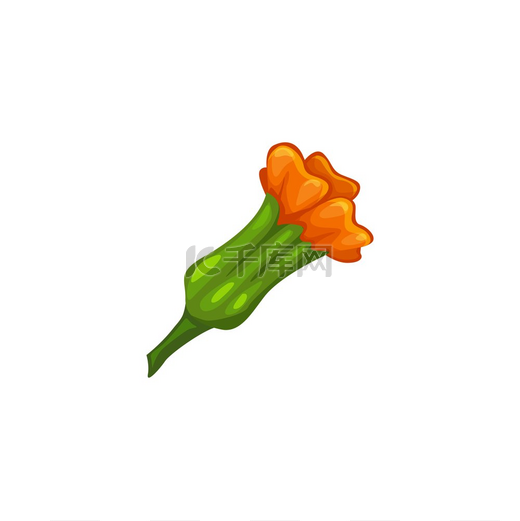 橙色花蕾孤立的金盏花或万寿菊媒介植物雏菊科草本植物金盏花金盏花花蕾植物花朵图标图片