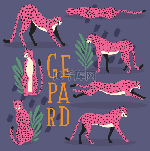 在深紫色背景上收集可爱的手绘粉红色猎豹，站立、伸展、跑步和行走，搭配异国情调的植物和手写字母。图片