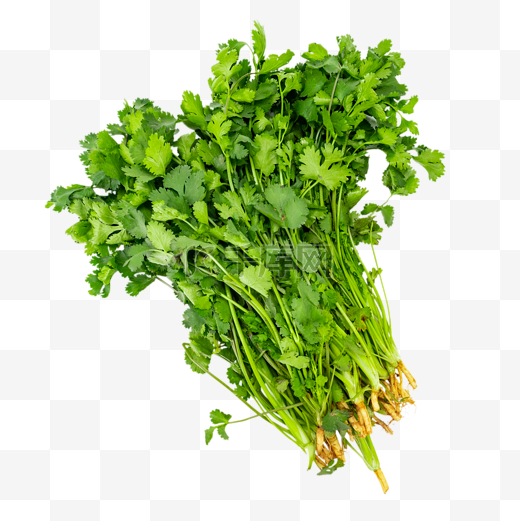 青菜香菜绿色蔬菜图片