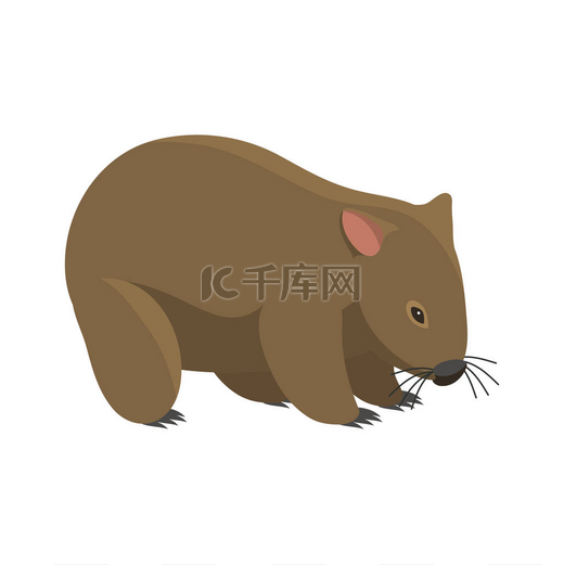 澳大利亚野生獾动物卡通流行自然特征平面样式哺乳动物矢量图.图片