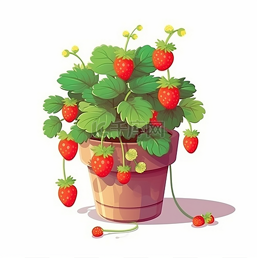 一颗茂盛草莓盆栽图片