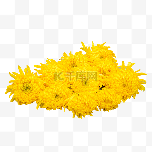 重阳节黄色菊花图片