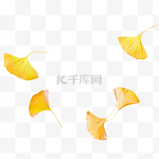 秋天银杏叶叶子图片