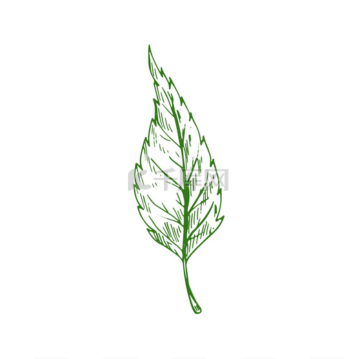 绿色的榆树或白蜡树的叶子孤立的草图矢量植物学手绘植物榆树叶子白蜡树树叶隔离示意图矢量榆树叶图片