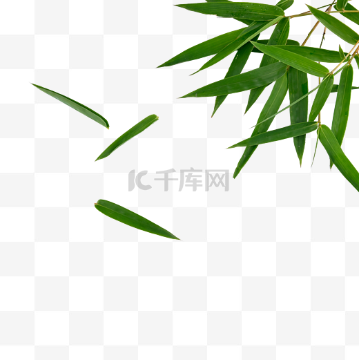 竹叶细长端午东亚图片