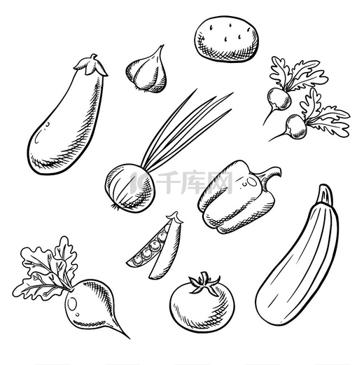 有机农场用土豆、西红柿、带辣叶的洋葱、甜椒、豌豆荚、西葫芦、茄子、辛辣的萝卜、大蒜和甜菜素描蔬菜。图片