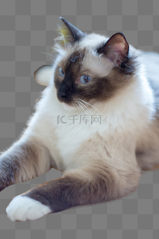 猫咪猫动物野猫狸花猫图片