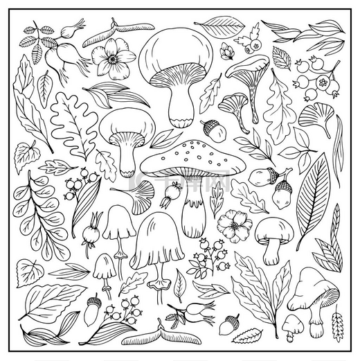 蘑菇，浆果，花，树枝都是手绘的，涂鸦图形 图片