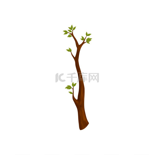 带有绿色叶子的树枝孤立的风格化的春季枝条矢量自然棒与树叶生长的象征平坦的卡通灌木元素长着叶子的植物枝条带叶子的树枝孤立的春天符号图片