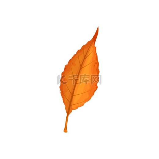 秋叶矢量图标卡通树叶橙色的落叶白色背景上的独立自然植物物体的设计元素标志秋叶矢量符号卡通落叶图片