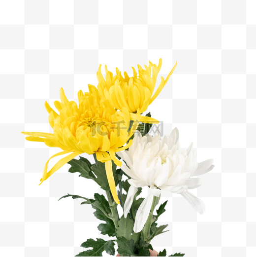 清明节文明祭扫菊花图片