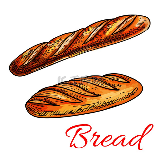 小麦面包草图，配有新鲜香脆的法式面包和长面包。图片