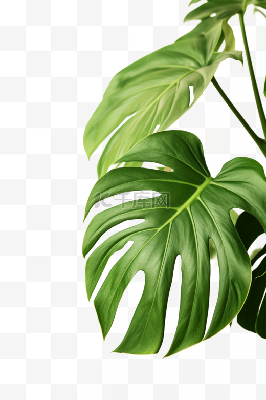 植物叶子装饰龟背竹免抠元素图片